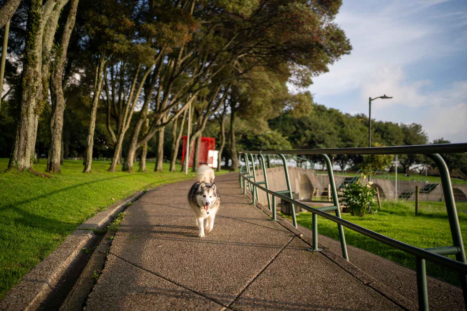 A beautiful Siberian husky happily walking along a tree-lined path in a park.