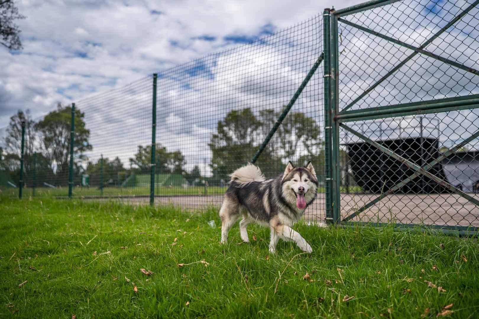 A Siberian husky, standing in a field of green grass next to a metal fence.