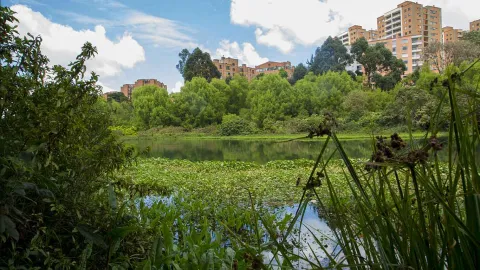 Córdoba Wetland lake surrounded by abundant vegetation and tall trees, with buildings in the background and a blue sky dotted with clouds.