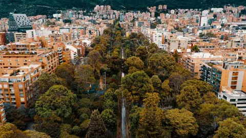 A canopy of trees vertically surrounded by tall buildings. A water pipe is visible below.