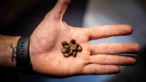 Rutas del Aroma: Un viaje sensorial por el café del mundo