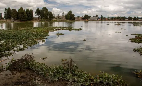 A lagoon surrounded by aquatic vegetation and trees, with the reflection of clouds in the water and an open natural landscape in the background.