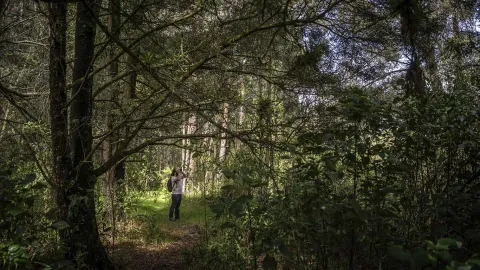 Hombre caminando por un sendero en el bosque, rodeado de árboles y naturaleza. Parece que está tomando fotografías.