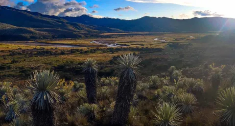Paisaje natural en el que se observa un extenso terreno verde con montañas, árboles y ríos. En primer plano hay varios frailejones.