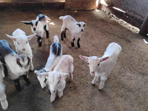 Crías de cabras blancas y manchadas caminan juntas dentro de un corral del Aprisco Tiga, en un entorno rural de Ciudad Bolívar.