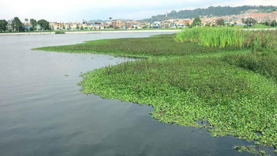 Humedal Juan Amarillo dentro del pozo de agua con plantas acuáticas verdes pobladas. Muy al fondo se ven edificaciones y una montaña de Suba.