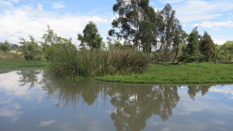 Humedal La Conejera primer plano de agua reposada oscura donde se reflejan las nubes y el azul del cielo. Al fondo vegetación tupida y árboles frondosos y altos.