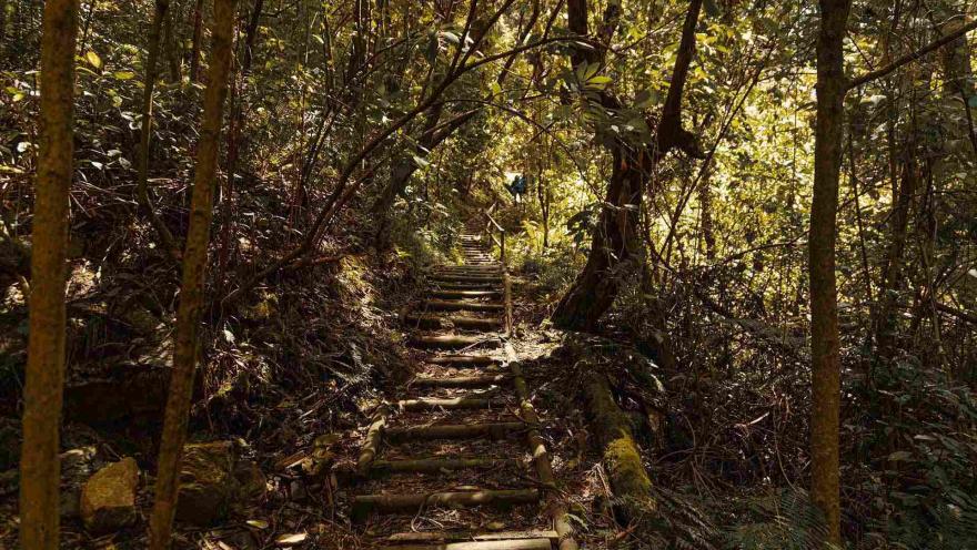 Sendero San Francisco - Vicachá camino de guadua entre árboles frondosos y piedras.