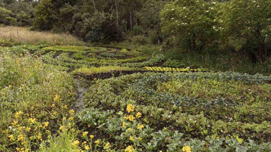 Páramo El Verjón, zona de sembradío colorido y ordenado con vegetación de colores amarilo y verde, y tierra húmeda. Lo rodean unos árboles frondosos.
