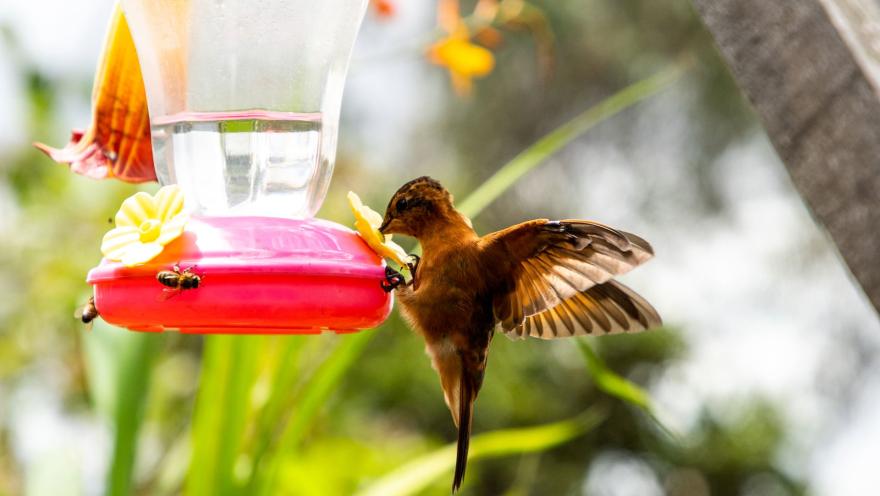 Sendero El Paramuno con pájaro Colibrí - Trochilidae - dorado en primer plano tomando agua de un reservorio artificial de plástico. El ave está agarrado del recipiente con sus dos patas. Hay dos abejas posadas en el recipiente.