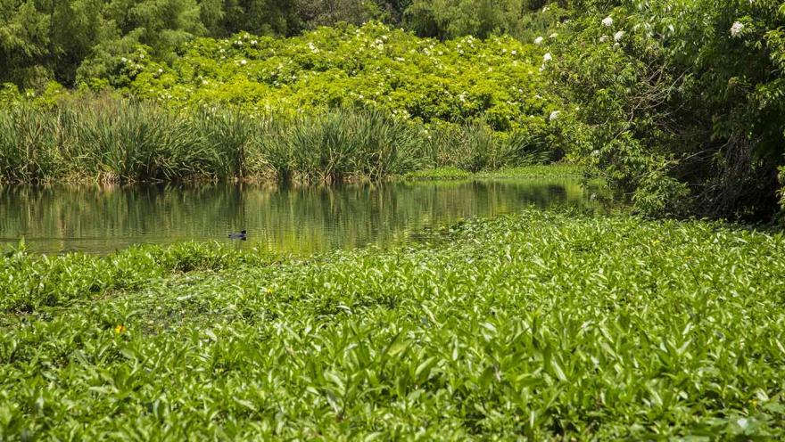  Humedal Córdoba lago natural con rodeado de vegetación frondosa  y uno pequeño pato negro nadando.