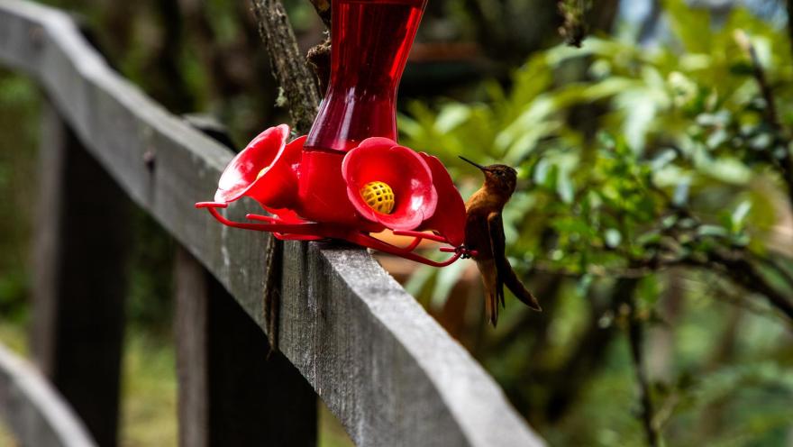 Sendero Cerro Monserrate con ave pájaro colibrí - Trochilidae - dorado en primer plano parado sobre un bebedero artificial que sostiene una barrera de madera. 