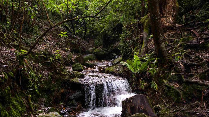 Cerros Orientales con quebrafda de agua fluida en medio de bosque rodeado de vegetación.