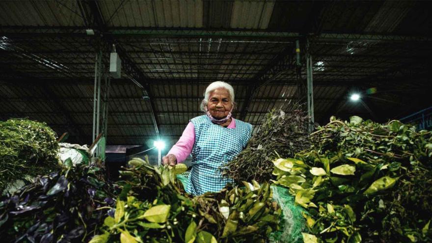 An older woman with white hair, wearing a pink blouse and a blue and white checkered apron, stands at a market stall. She is surrounded by large piles of herbs and green plants, suggesting a stall selling botanical or medicinal products. The woman looks directly at the camera with a friendly expression. The dark background reveals an industrial-style roof structure with hanging lights, typical of a covered market.