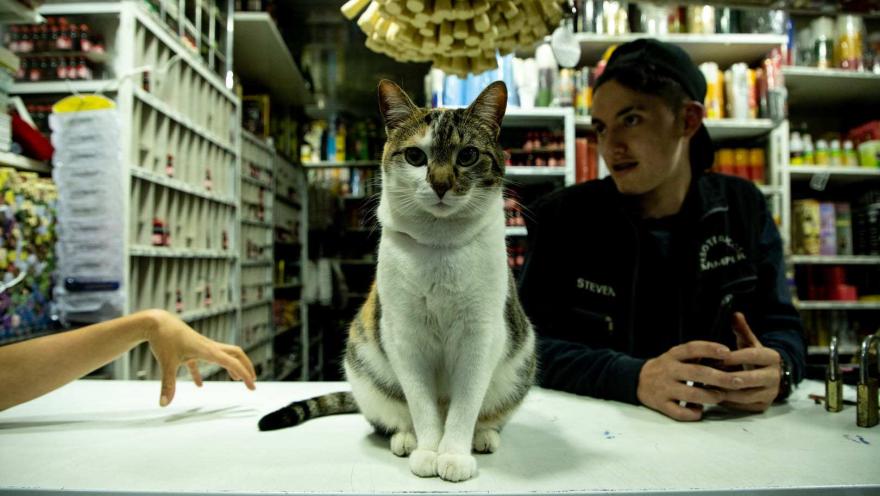 In this photograph, a white and brown tabby cat is the center of attention, sitting upright on a white counter and looking directly at the camera. Behind the cat, to the right, a young man in a black cap and dark jacket, wearing a T-shirt with the word "STEVEN," sits and gestures. To the left, a hand reaches across the counter. The background features shelves filled with products and items, suggesting that it is a shop or grocery store.