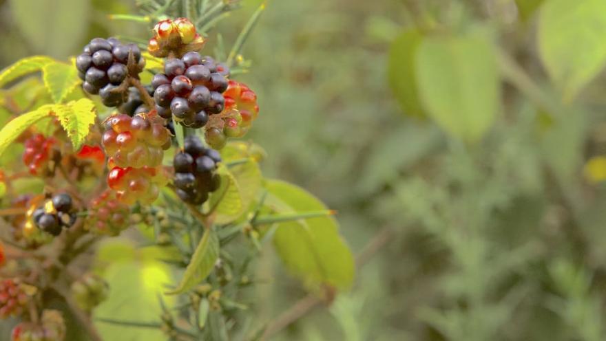 Frutos de flores como uvas color violeta en ramas verdes.