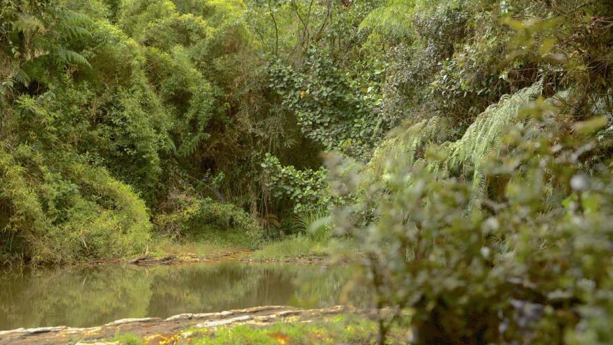  Pozo de agua natural en medio del camino rodeado por vegetación.