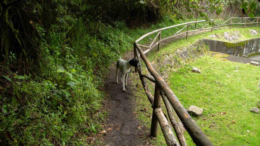 Sendero Santa Ana - La Aguadora con camino en tierra y parales en madera. Hay un perro blanco y negro a mitad de camino.