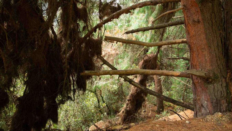 Sendero Santa Ana - La Aguadora y árbol viejo de eucalipto con ramas caídas.