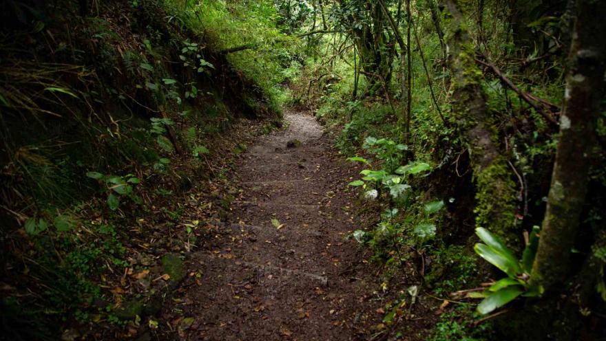 Sendero Santa Ana - La Aguadora con camino solitario en tierra y madera rodeado de vegetación