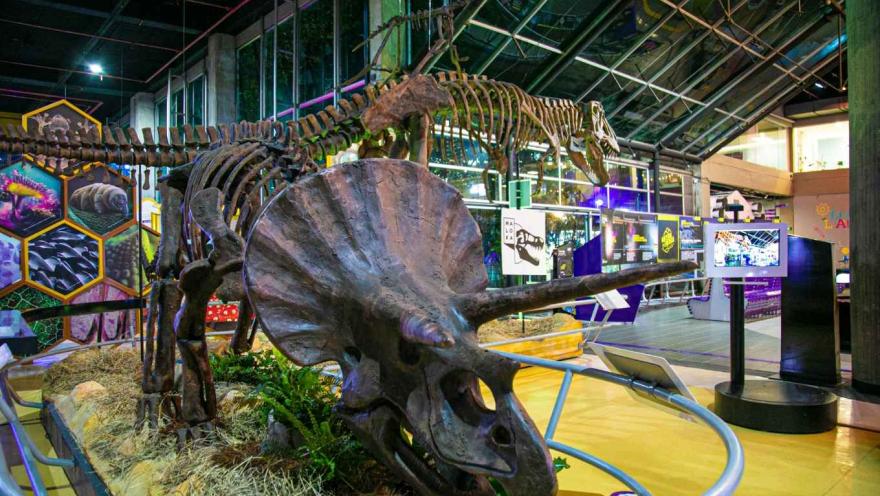 Replica de esqueleto de dinosaurio en un salón que parece ser un museo.