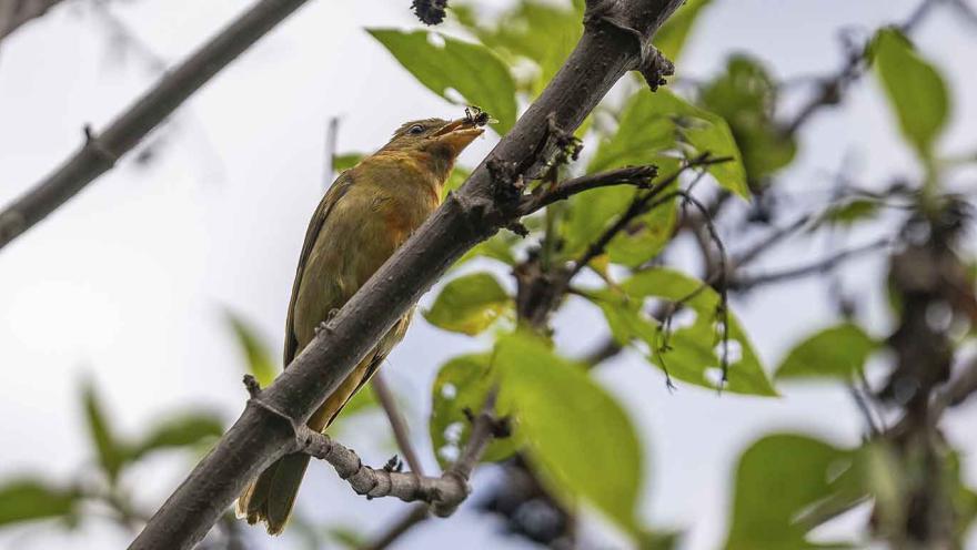 Un pájaro amarillo parado sobre una rama de un árbol con un insecto en la bo