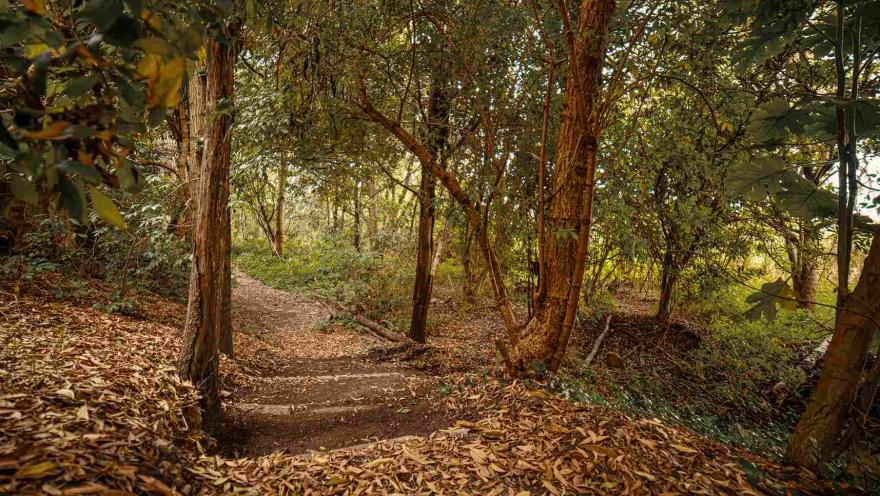 Camino entre un bosque rodeado por árboles y otra vegetación.