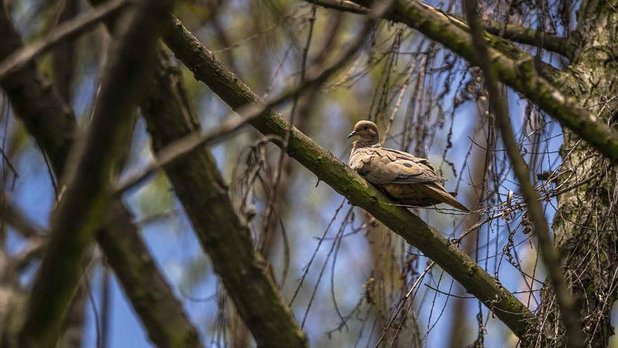Un pájaro parado sobre una rama de un árbol.