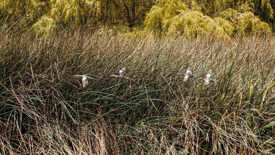 Cuatro aves sobrevuelan alrededor de vegetación.