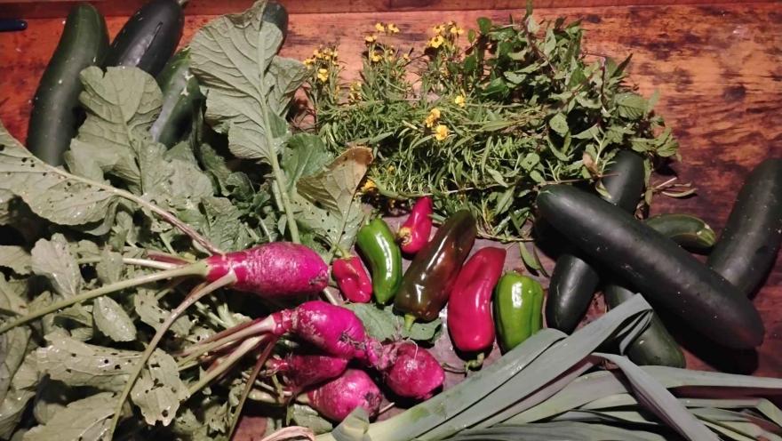  Un montón de verduras recién cosechadas que incluyen rábanos rojos con hojas, pepinos, pimientos y un manojo de hierbas sobre una superficie de madera.