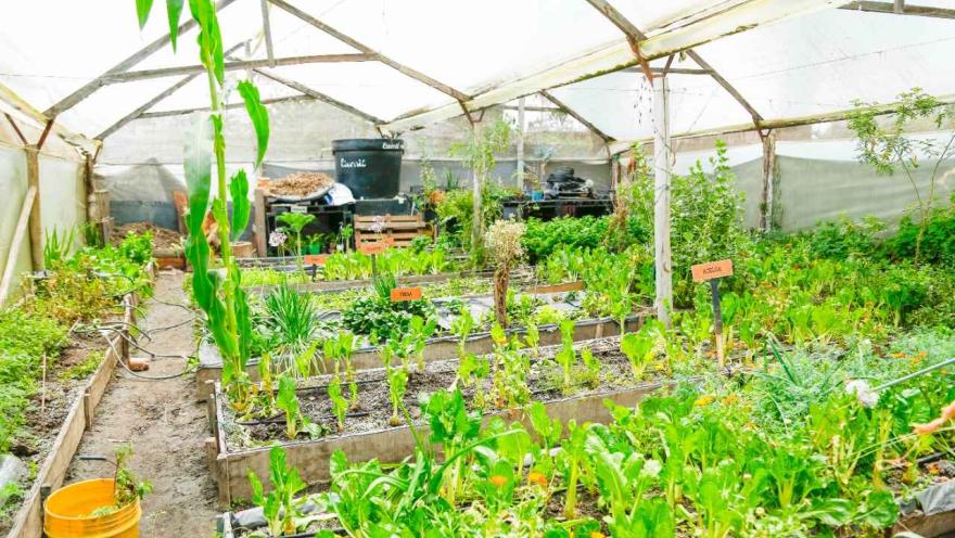 Un invernadero lleno de diversas plantas y verduras, creando un ambiente verde y vibrante.