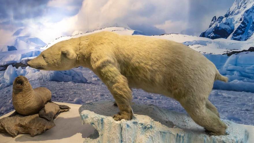 Una escena polar recreada en un museo: un imponente oso polar, de pelaje blanco y postura firme, avanza sobre un bloque de hielo mientras fija su mirada en una foca que reposa sobre las rocas. Al fondo, glaciares y montañas nevadas completan el paisaje ártico, generando una atmósfera fría y sobrecogedora que evoca la vida silvestre en los extremos del planeta