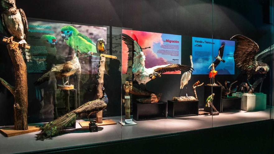 Una vitrina de museo dedicada a las aves, donde diferentes especies disecadas se exhiben en distintas posturas: algunas en pleno vuelo con las alas extendidas y otras posadas sobre troncos. Paneles informativos de colores acompañan la muestra, abordando temas como la migración y el comportamiento. 