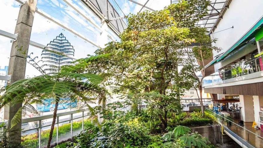 Una gra estructura de cristal en la que hay un par de árboles frondosos y otro tipo de vegetación.