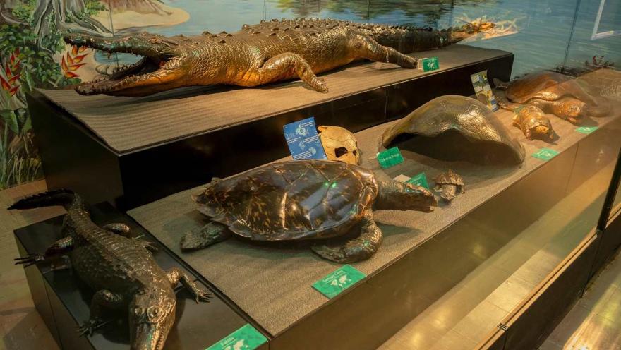 Una vitrina de museo con una colección de reptiles y quelonios disecados. En la parte superior destaca un gran caimán con las fauces abiertas, mientras en los niveles inferiores se exhiben tortugas de distintos tamaños y un pequeño cocodrilo.