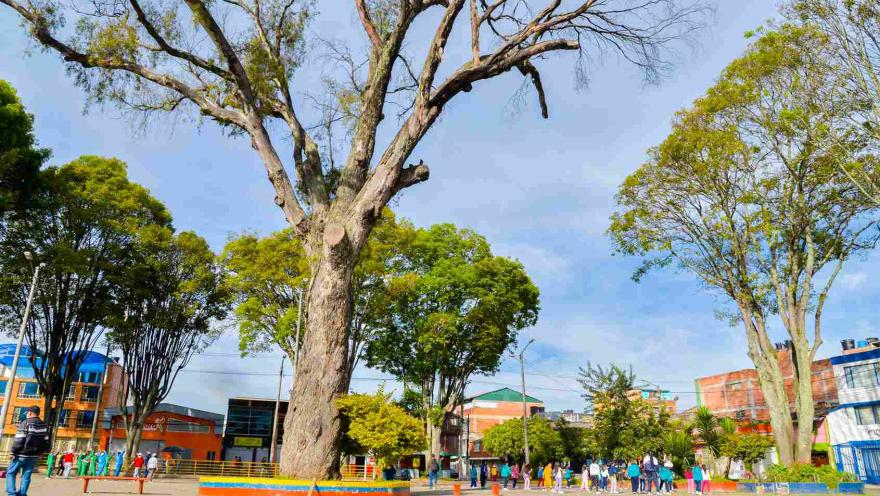 Un árbol gigante en el medio de una plaza con algunas personas alrededor.