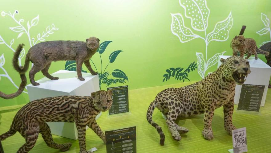 Una exhibición de museo dedicada a felinos silvestres. Sobre pedestales blancos se observan ejemplares disecados como el tigrillo y el yaguarundí, mientras un ocelote con el pelaje moteado destaca en primer plano. El fondo verde con ilustraciones de hojas y los paneles informativos complementan la escena, creando un ambiente didáctico que resalta la diversidad de estos pequeños y medianos felinos.