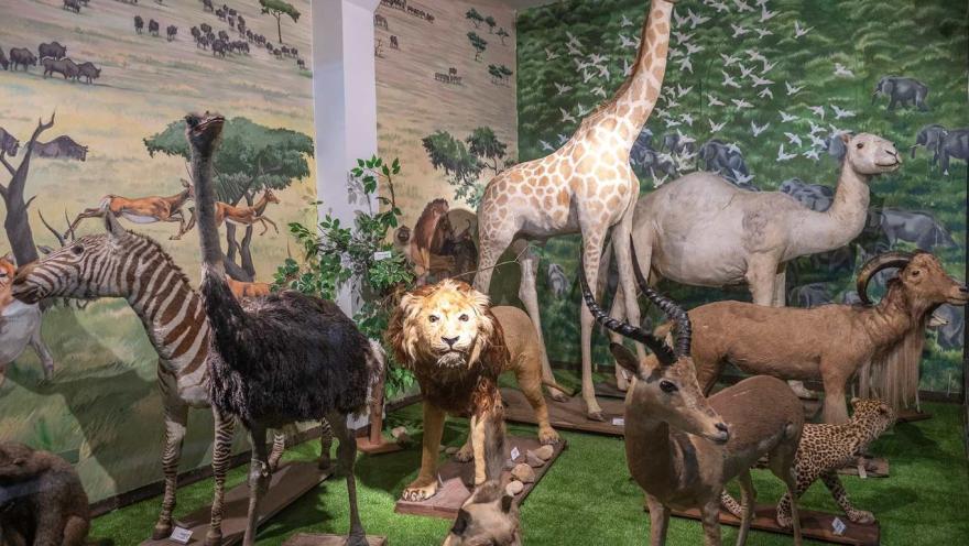 Una sala de museo con una escenografía que recrea la sabana africana. En el centro destaca un león de melena abundante, rodeado por una jirafa, una cebra, un avestruz y varios antílopes, además de un camello y un leopardo en segundo plano. Los murales pintados con paisajes y manadas en movimiento complementan la exhibición, generando una atmósfera inmersiva que evoca la diversidad y majestuosidad de la fauna africana.