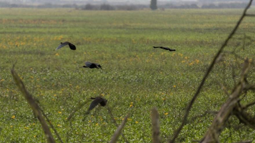 Varias aves vuelan a baja altura sobre un amplio humedal cubierto de vegetación verde y flores amarillas, en un paisaje natural abierto bajo un cielo ligeramente brumoso.