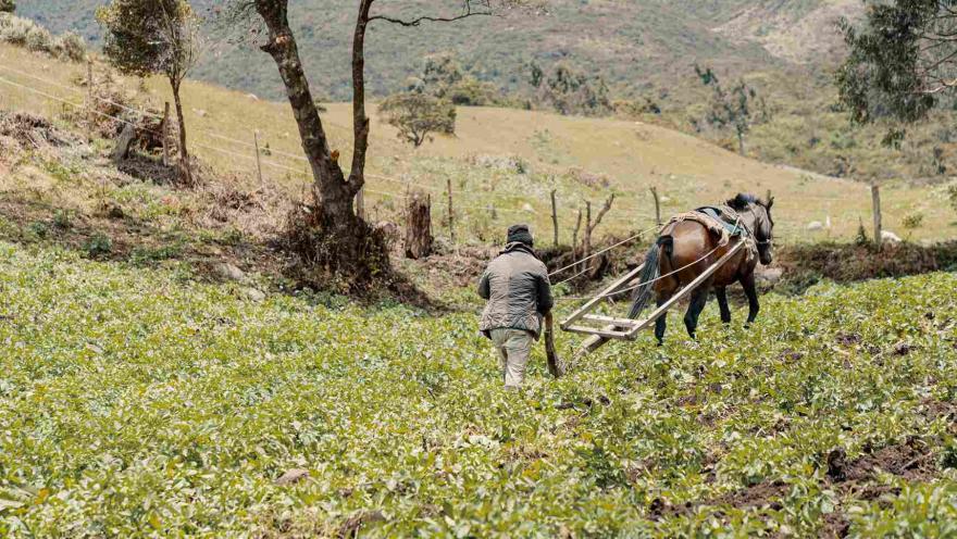 Un hombre arando un campo con la ayuda de un caballo.