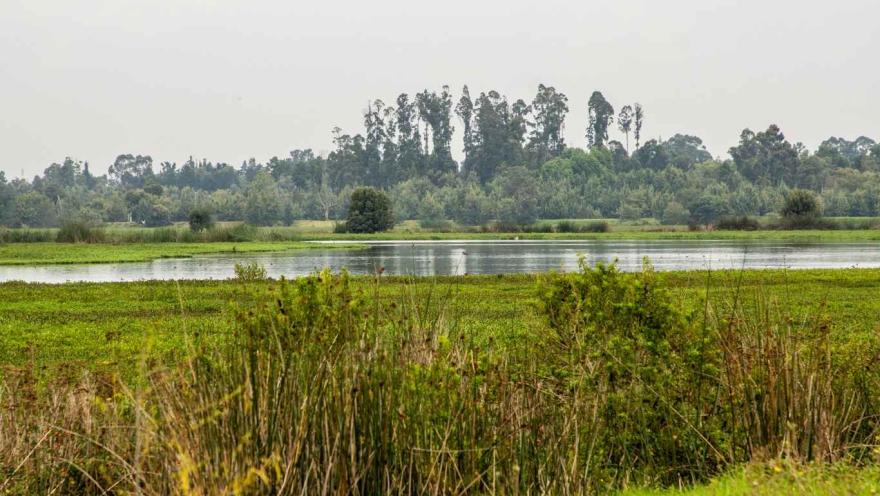 Un lago rodeado de hierba y árboles, reflejando la naturaleza tranquila y serena del paisaje.