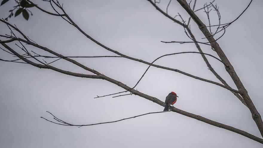 Ave pequeña con pecho rojo intenso y plumaje gris posada sobre una rama delgada de un árbol sin hojas, recortada contra un cielo gris nublado.