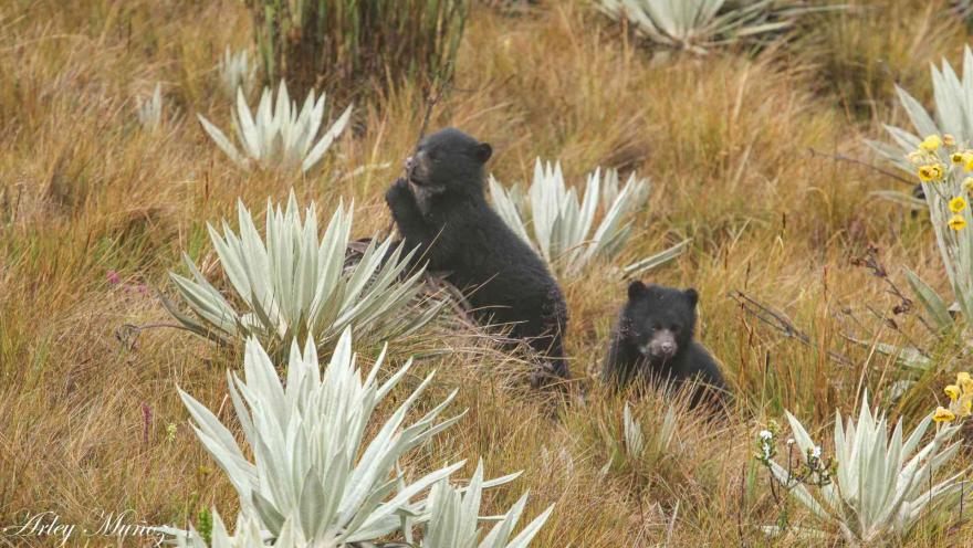 Dos osos jóvenes en medio de un pastizal donde hay varios frailejones.