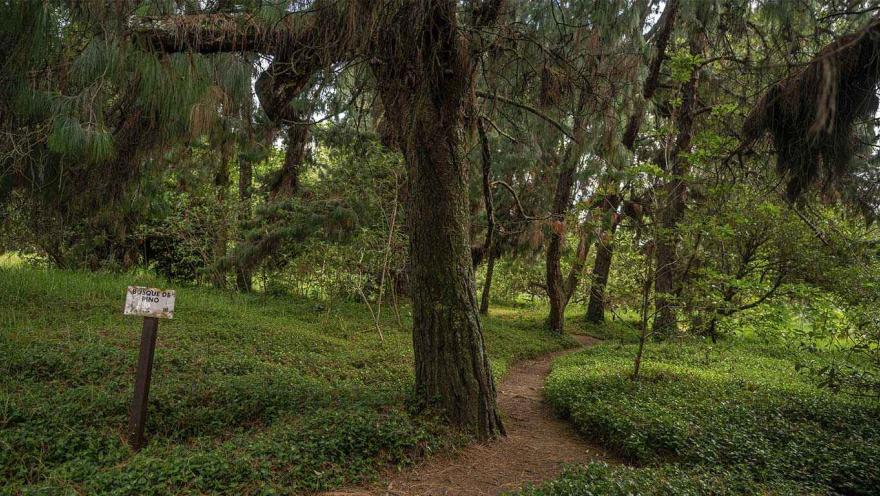 Sendero de tierra que atraviesa un bosque de pinos con abundante vegetación verde; a un lado hay un letrero de madera que indica “Bosque de Pino”.