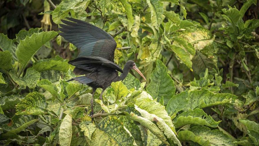  Un gran pájaro de alas largas posado en la cima de una planta verde.