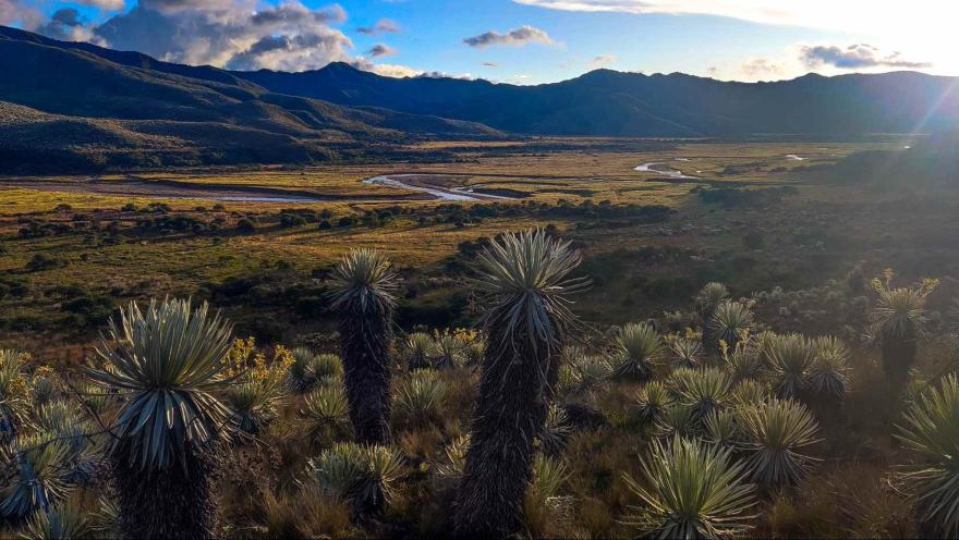  Paisaje natural en el que se observa un extenso terreno verde con montañas, árboles y ríos. En primer plano hay varios frailejones.