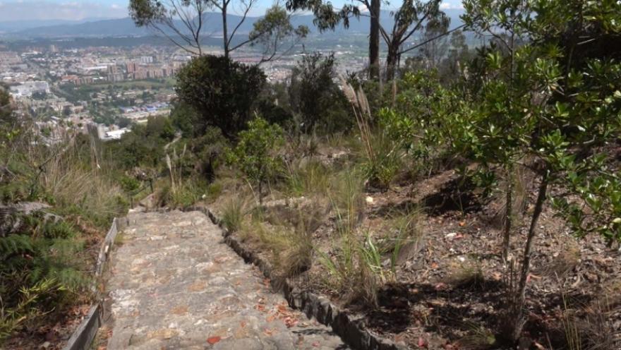Un camino rodeado de árboles y arbustos que conduce hacia la ciudad de Bogotá al fondo.