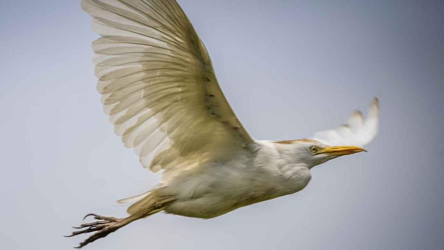 Un ave blanca con pico amarillo volando en el aire.