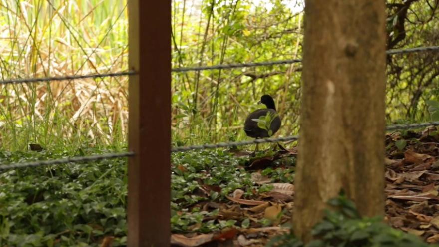 Un pájaro de negro plumaje está posado en la tierra, detrás de algunos árboles.