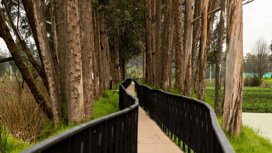 Un camino de madera rodeado de árboles y césped, creando un ambiente natural y acogedor.